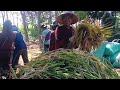 EXPENSIVE GRAIN HARVEST IN THE DRY SEASON