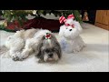 Merry Christmas from Lacey! 🎄🎅🏻 | Shih Tzu Dog Enjoys a Special Holiday Treat! 🧀😋