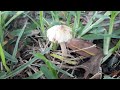 Mushroom 🥦