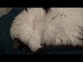 little cat snores