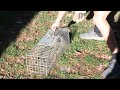 How to release squirrel in live trap.