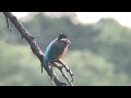 善福寺公園　カワセミ