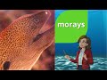 Sea animals vocabulary for kids - English vocabulary for kids