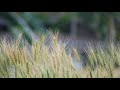 The History of Bread, by John Ashton, Part 1 (ASMR Quiet Reading for Relaxation & Sleep)