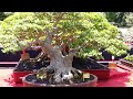 Bonsai Inspirasi || Pameran Nasional Bonsai Sidoarjo Part 1