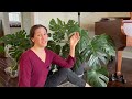 cutting down my GIANT Monstera Deliciosa / Taking Cuttings / Repotting / Feed & Care Nicole's Garden