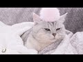 Music for Cats - Have the Most Relaxed Cat, Relaxing Music with rain sounds, Cat Therapy Music 🐱