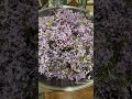 Harvesting and Preserving Lilacs