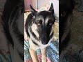 Dog Disagrees With her Owner #germanshepherd #dogs #dayinthelife #pets