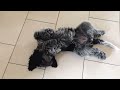 16 weeks old dutch sheep poodle puppy plays 'dead'
