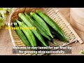 10 Tips for Planting and Growing Okra Seeds Successfully