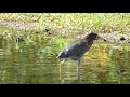 Green Heron fishing