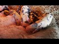 IDAHO PASTURE PIG Gives BIRTH