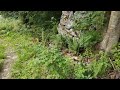 Eenhoorns spotten in het Regenboogwoud / Spotting unicorns in the Rainbow Forest