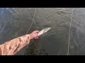Catching Big Boise River Rainbow Trout!