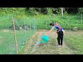 17-year-old single mother picks grapefruit to sell to villagers and takes care of vegetable garden