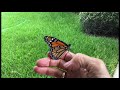 Monarch caterpillar to chrysalis to butterfly