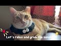 和阿肥一起享受假日陽光與音樂Bask in the sun and music with orange cat Fatty! #cutecat  #catlover  #kitten