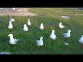 Silver gulls chasing food