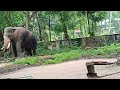 looking very biggest elephant in elephant camp Guruvayoor