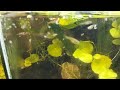 Endlers and Boraras Feasting on Live Daphnia: Aquarium Feeding Time