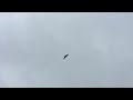 Red kite flying effortlessly in the wind