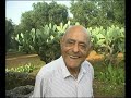 Zio Gildo e le olive, Salento e dintorni di Stefano Taurino