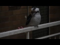 Kookaburra being fed in suburbia Bondi, New South Wales