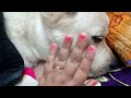 Aaj Kuch Bhi Ho Jaye😂Mai Uthunga Nehi😂Mujhe Idhara Sleepu Karna Hai🥰Cute Dog Videos😂Funny Dog Videos