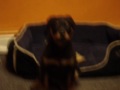 Cute Rottweiler Puppy Howls at Phone Alarm