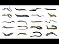 Types of Eels | 20 Different Types of Eels #eels #fish #fishspecies