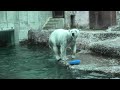 Polar bear Pororo｜ホッキョクグマ シロクマ ポロロ とくしま動物園