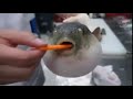 pufferfish eating a carrot but it gets faster each time