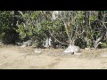 Chats de la plage des Sablines, casse-croûte du 24 février. Les deux tigré(e)s.