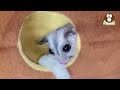 Sugar Glider as Pet -  Sugar Glider Facts