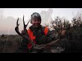 Montana Badlands Mule Deer