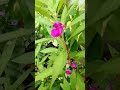 #🧿Geetha kubera🪶# youtube long video pink#Baalsamm#flower#and #seed..