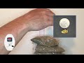 Minelab Gold Monster 1000 Depth Test - Big Coil VS Small Coil