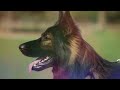 Male VS Female German Shepherd - Difference between Male and Female German Shephers