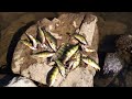 Lake Glendale Pa.- Fresh Perch  7/13/24