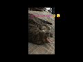 Singing my Cat a Lullaby 🎶 (sound on) #cat #catvideos #cats #catlover