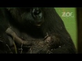 Baby Gorilla Born to Lena at Dublin Zoo in March 2011.