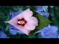 Hibiscus syriacus (HD1080p)