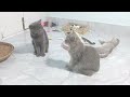 CLASSIC Dog and Cat Videos😻🐶1 HOURS of FUNNY Clips🐶