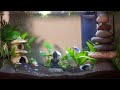 Betta Tank Design and Build Timelapse