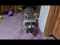 RACCOON ATTACKS CHICKEN