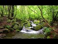 Harmonious Birds Chirping, Beautiful Stream Sounds,  Lovely Nature Sounds, Cozy Paradise