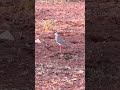 The Crowned Plovers | Birds of Botswana