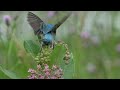 Indigo Bunting