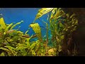 Новые рыбки в аквариуме/Купила неонов и вишневых барбусов/New fish in my aquarium